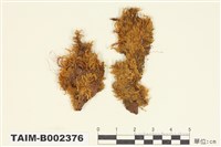 藏品(錦苔科)的圖片